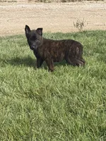 Ruby, a female Dutch Shepherd for sale in Salem, WI – 3 of 9