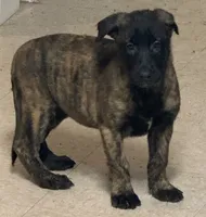 Rocky, a male Dutch Shepherd for sale in Salem, WI – 2 of 3