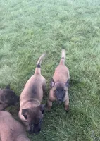 Lucy, a female Belgian Malinois for sale in Salem, WI – 7 of 9