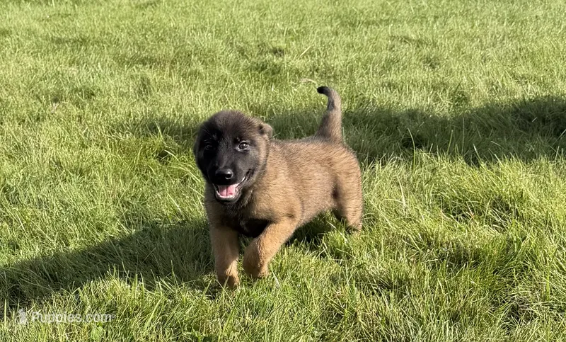 Milo – Belgian Malinois puppy for sale in Salem, WI