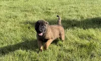 Milo, a male Belgian Malinois for sale in Salem, WI – 1 of 10