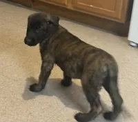 Finn, a male Dutch Shepherd for sale in Salem, WI – 3 of 9