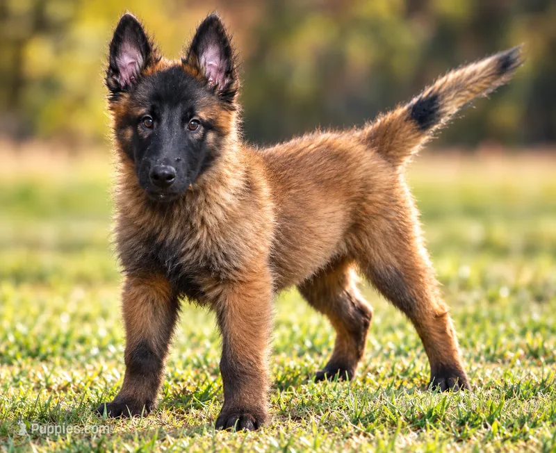 Jack – Belgian Malinois, Dutch Shepherd puppy for sale in Salem, WI