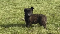 Finn, a male Dutch Shepherd for sale in Salem, WI – 5 of 9