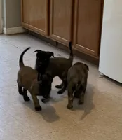 Daisy, a female Belgian Malinois for sale in Salem, WI – 2 of 8