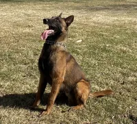 Daisy, a female Belgian Malinois for sale in Salem, WI – 8 of 8