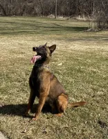 Milo, a male Belgian Malinois for sale in Salem, WI – 9 of 10