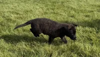Ruby, a female Dutch Shepherd for sale in Salem, WI – 2 of 9
