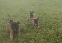 Lucy, a female Belgian Malinois for sale in Salem, WI – 3 of 9