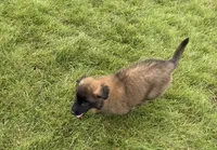 Milo, a male Belgian Malinois for sale in Salem, WI – 3 of 10