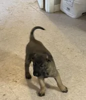 Daisy, a female Belgian Malinois for sale in Salem, WI – 3 of 8