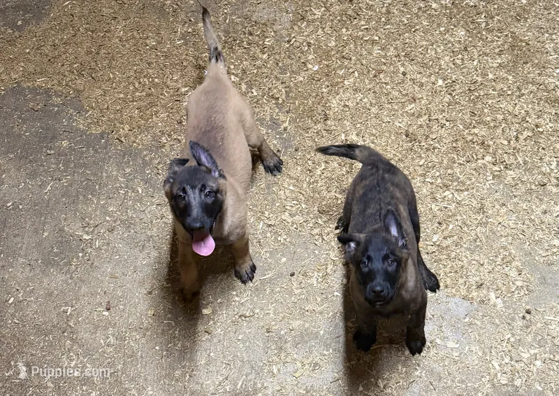 Lucy – Belgian Malinois puppy for sale in Salem, WI