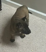 Jack, a male Belgian Shepherd Dog for sale in Salem, WI – 2 of 3