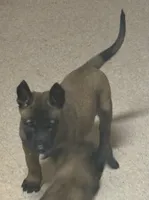 Jack, a male Belgian Shepherd Dog for sale in Salem, WI – 1 of 3