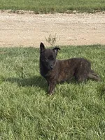 Ruby, a female Dutch Shepherd for sale in Salem, WI – 4 of 9