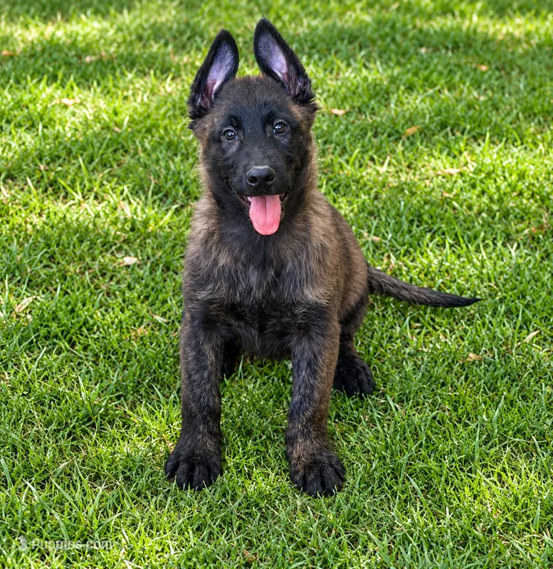 Jay  – Dutch Shepherd puppy for sale in Salem, WI