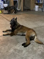 Milo, a male Belgian Malinois for sale in Salem, WI – 10 of 10