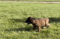 Milo, a male Belgian Malinois for sale in Salem, WI – 7 of 10