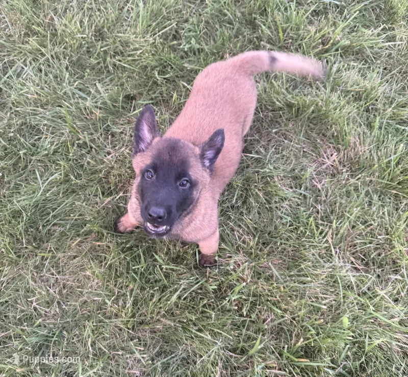 Daisy – Belgian Malinois puppy for sale in Salem, WI