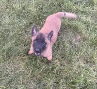 Lucy, a female Belgian Malinois for sale in Salem, WI – 1 of 9