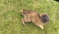 Milo, a male Belgian Malinois for sale in Salem, WI – 6 of 10
