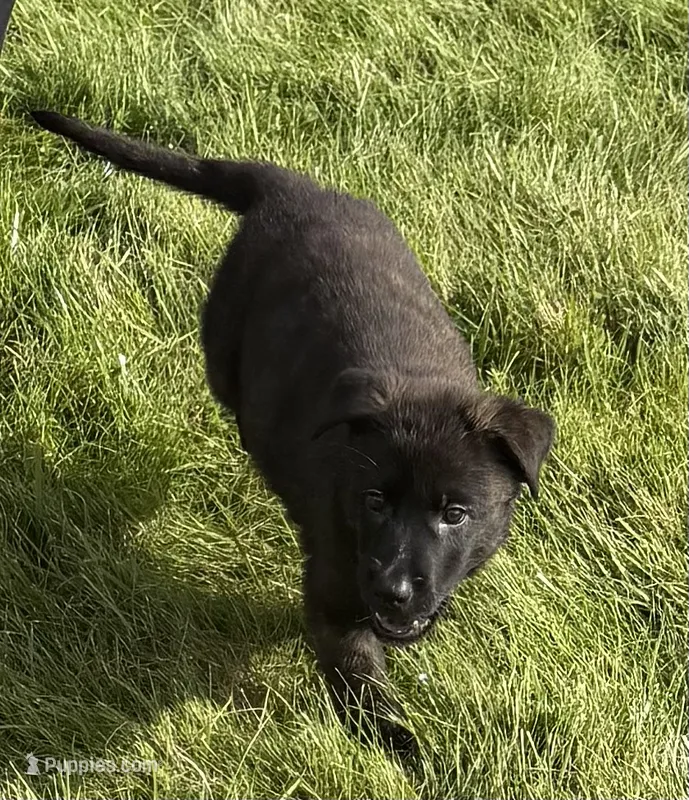 Ruby – Dutch Shepherd puppy for sale in Salem, WI