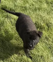 Ruby, a female Dutch Shepherd for sale in Salem, WI – 1 of 9