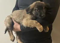 Milo, a male Belgian Malinois for sale in Salem, WI – 5 of 10
