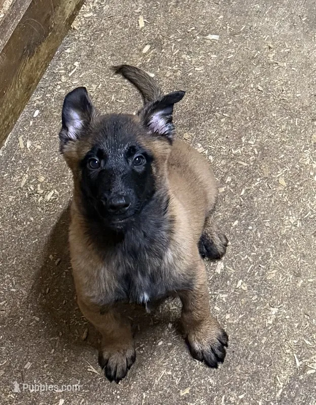 Hammer  – Belgian Malinois puppy for sale in Salem, WI