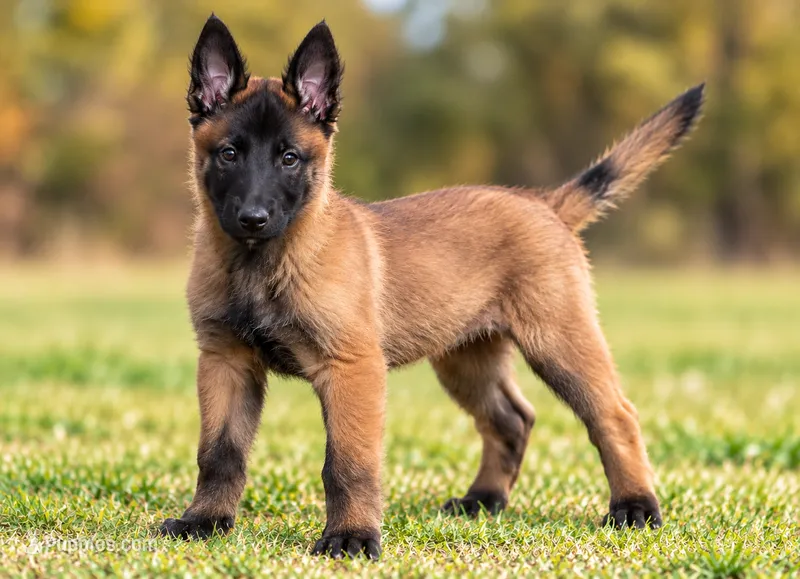 Lucy – Belgian Malinois puppy for sale in Salem, WI