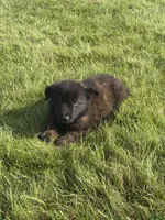 Finn, a male Dutch Shepherd for sale in Salem, WI – 6 of 9