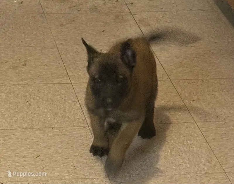 Daisy – Belgian Malinois puppy for sale in Salem, WI