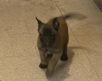 Daisy, a female Belgian Malinois for sale in Salem, WI – 1 of 8