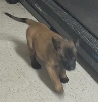 Jack, a male Belgian Malinois and Dutch Shepherd for sale in Salem, WI – 4 of 6