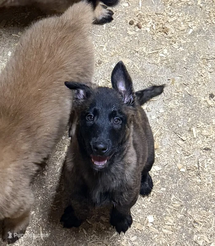Dana – Dutch Shepherd puppy for sale in Salem, WI
