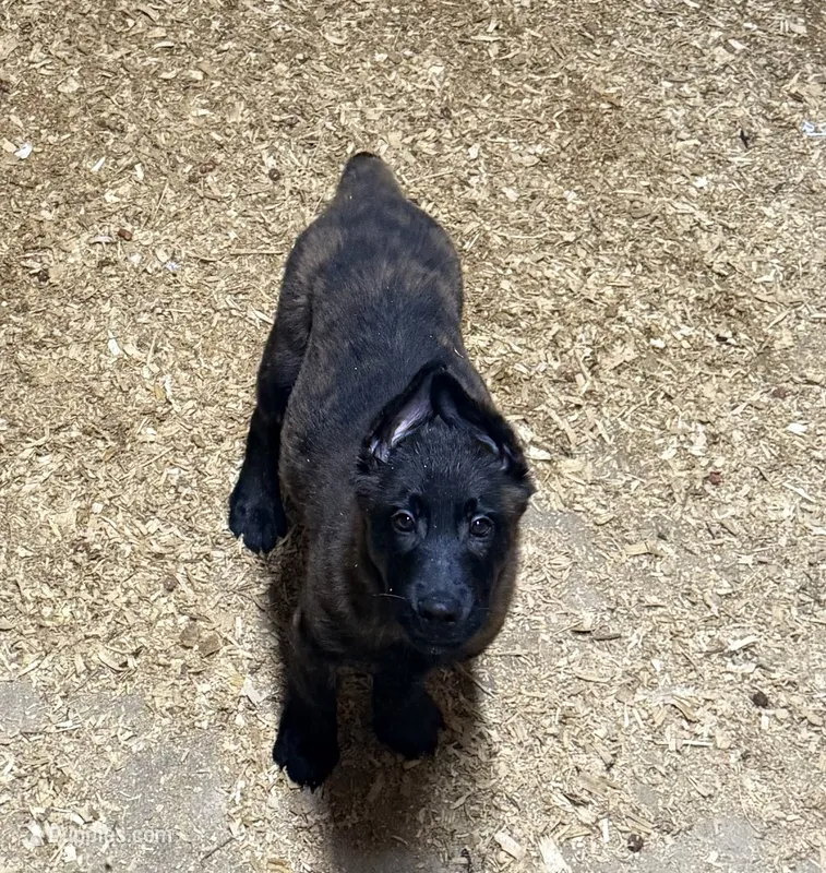 Jay  – Dutch Shepherd puppy for sale in Salem, WI