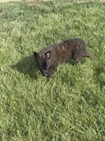 Ruby, a female Dutch Shepherd for sale in Salem, WI – 5 of 9