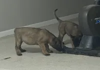 Jack, a male Belgian Malinois and Dutch Shepherd for sale in Salem, WI – 5 of 6