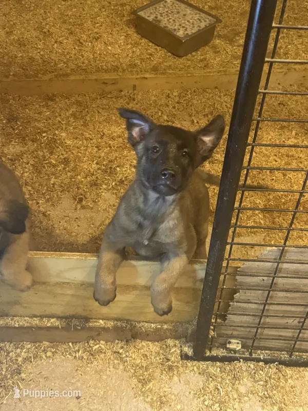 Hammer  – Belgian Malinois puppy for sale in Salem, WI