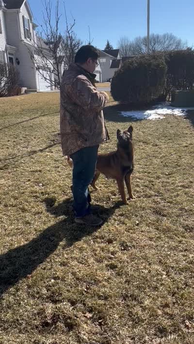 Lucy, a female Belgian Malinois for sale in Salem, WI – 9 of 9