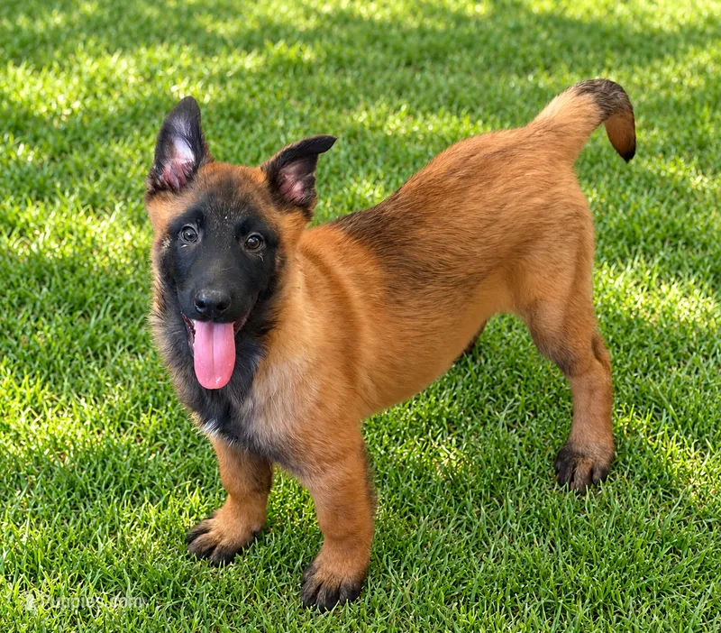 Hammer  – Belgian Malinois puppy for sale in Salem, WI