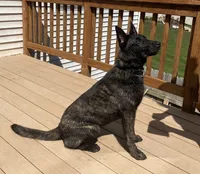 Ruby, a female Dutch Shepherd for sale in Salem, WI – 8 of 9