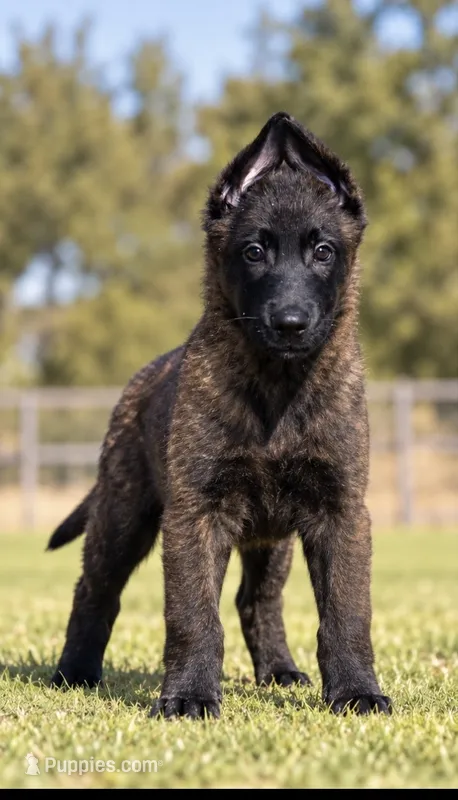 Jay  – Dutch Shepherd puppy for sale in Salem, WI