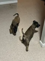 Jack, a male Belgian Malinois and Dutch Shepherd for sale in Salem, WI – 6 of 6