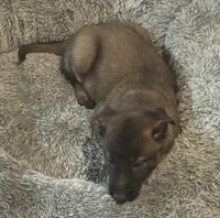 Daisy, a female Belgian Malinois for sale in Salem, WI – 5 of 8