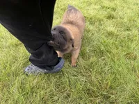 Milo, a male Belgian Malinois for sale in Salem, WI – 4 of 10