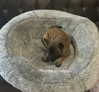 Daisy, a female Belgian Malinois for sale in Salem, WI – 6 of 8