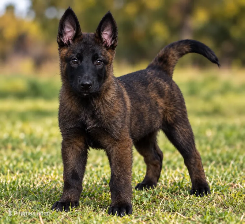 Dana – Dutch Shepherd puppy for sale in Salem, WI