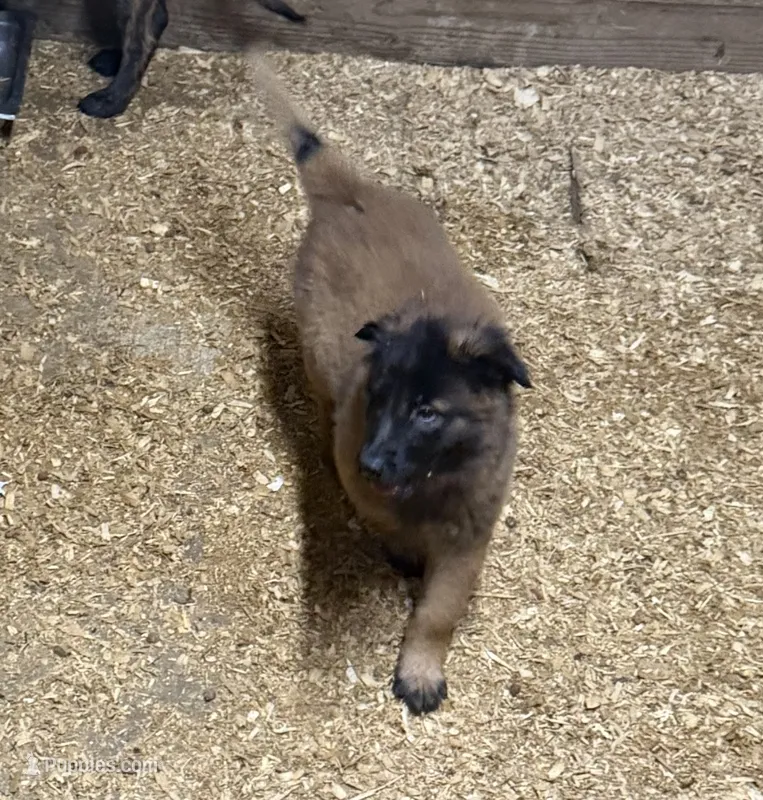 Jack – Belgian Malinois, Dutch Shepherd puppy for sale in Salem, WI