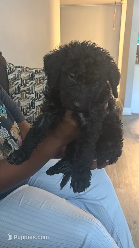 Luxury  – Yorkipoo puppy for sale in Hamden, CT